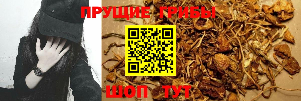 Галлюциногенные грибы GOLDEN TEACHER  Вход с VPN  купить   Соль-Илецк 